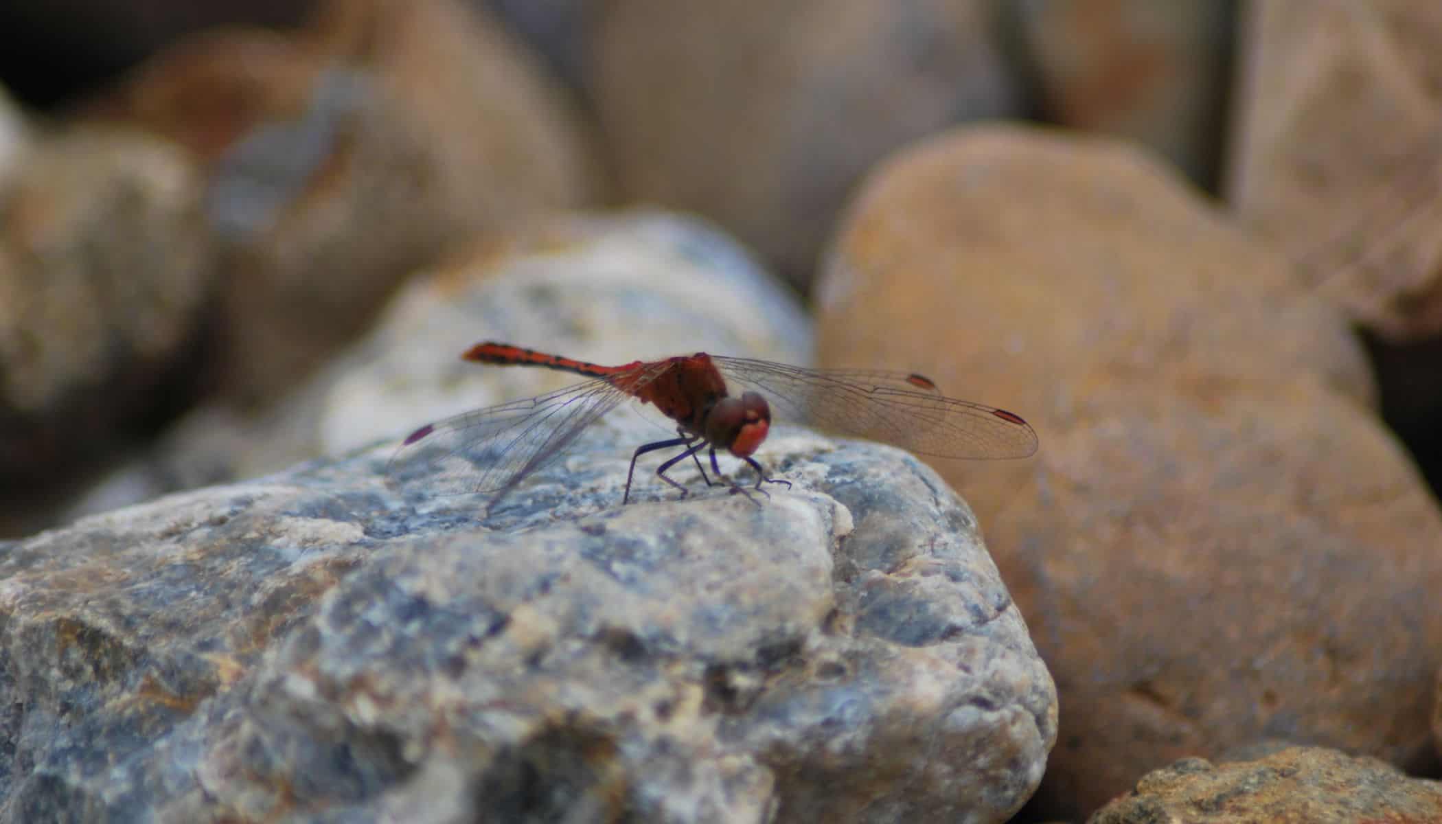 Dragonfly