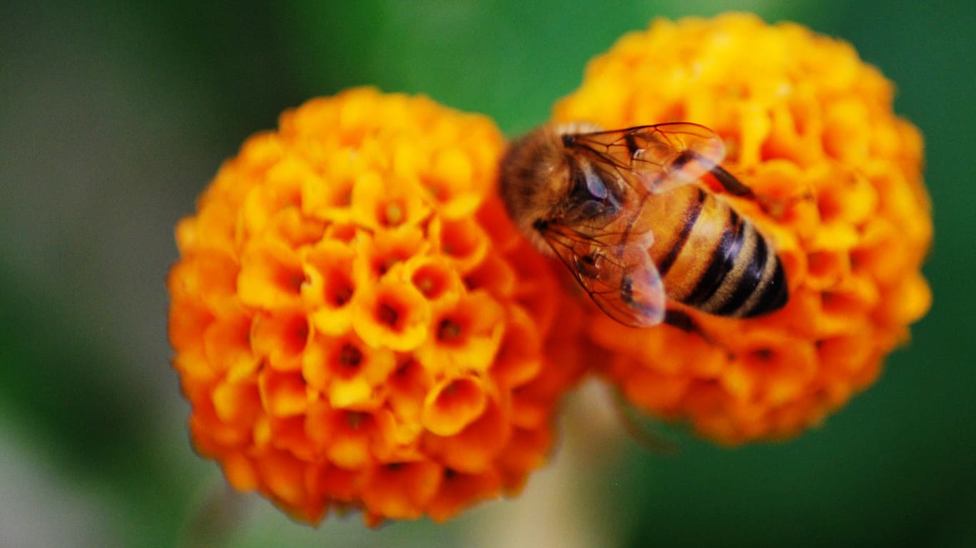 Tasmanian Bee