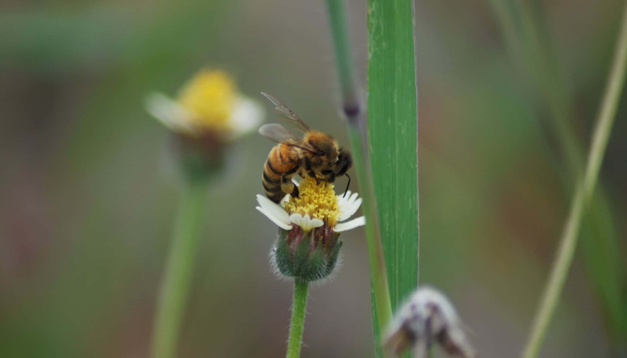 Bee on Flower