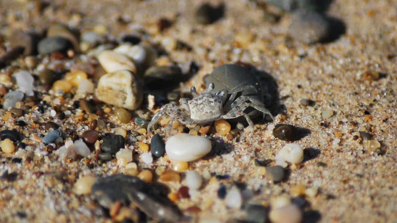 Crab in the sand