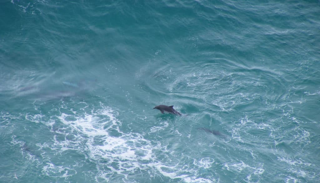 Dolphins