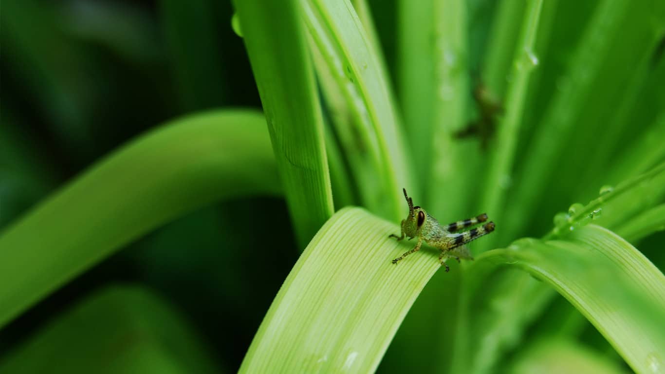 Grasshopper