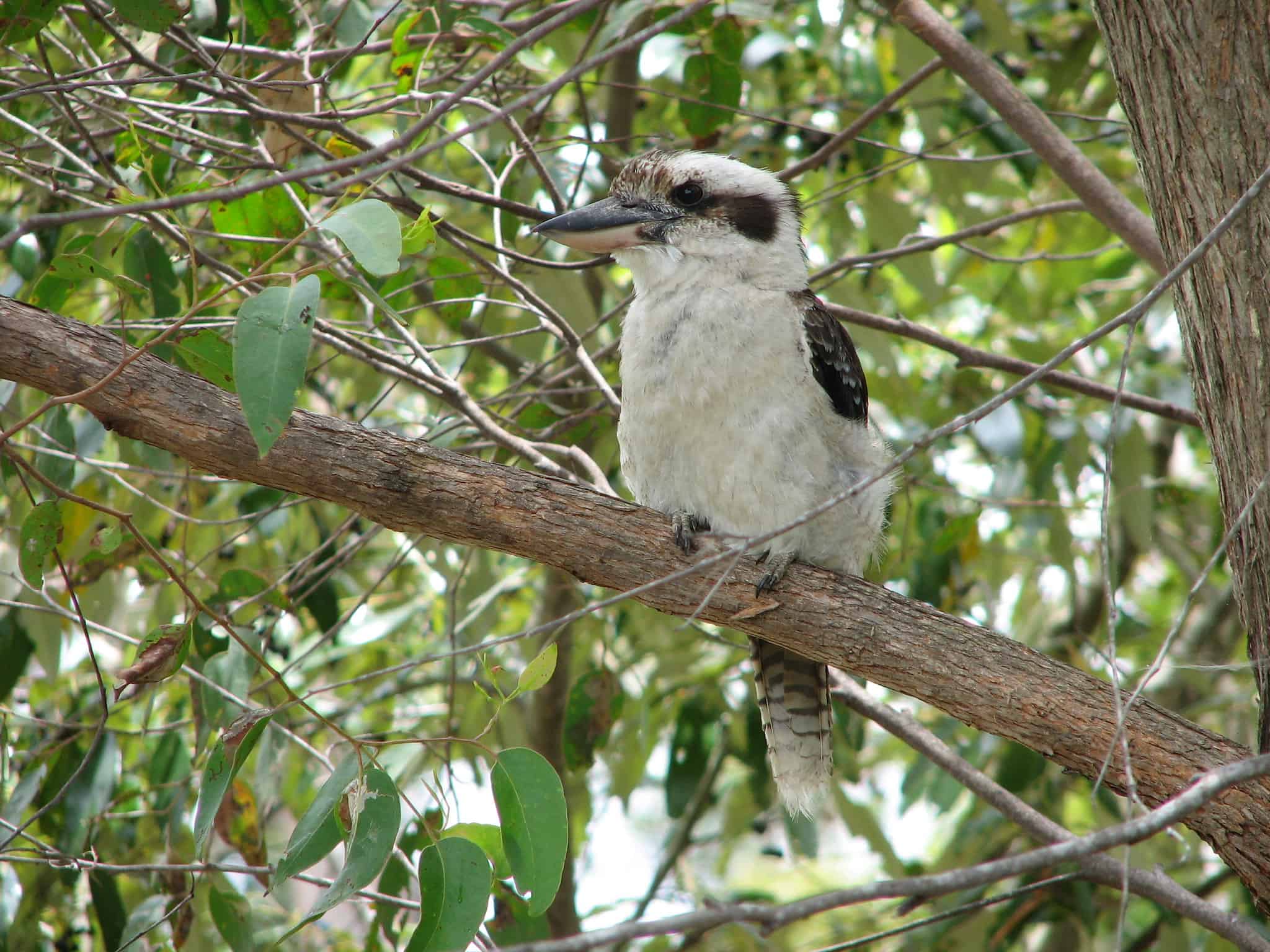 kookaburra t shirt