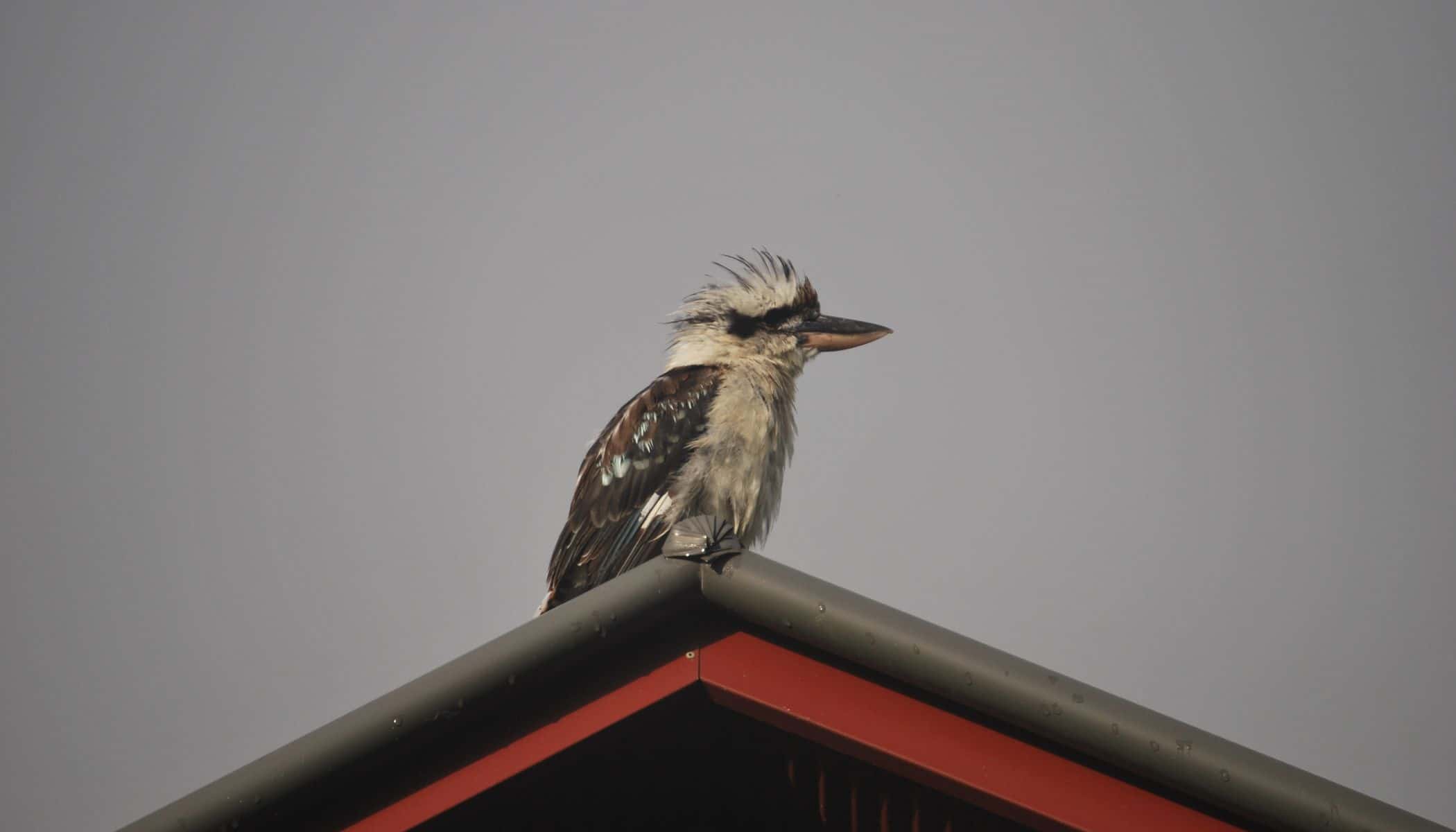 Kookaburra