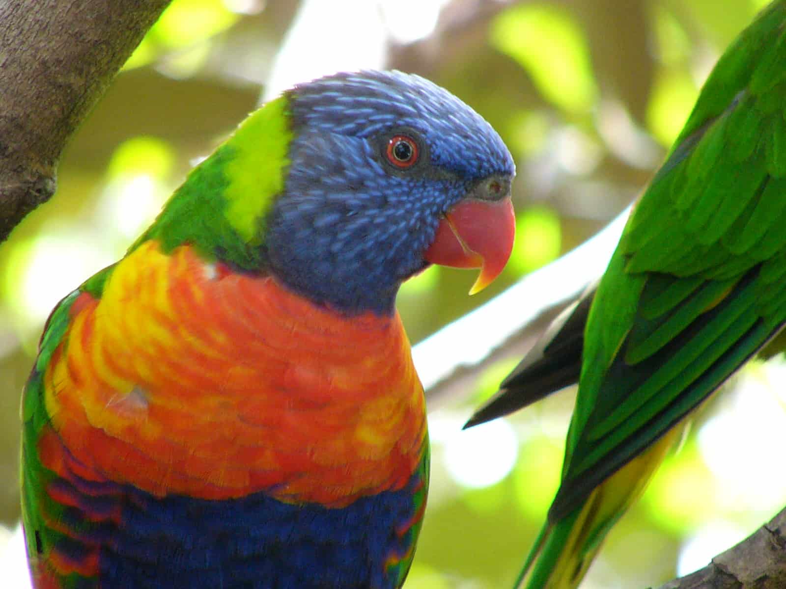 Parrot