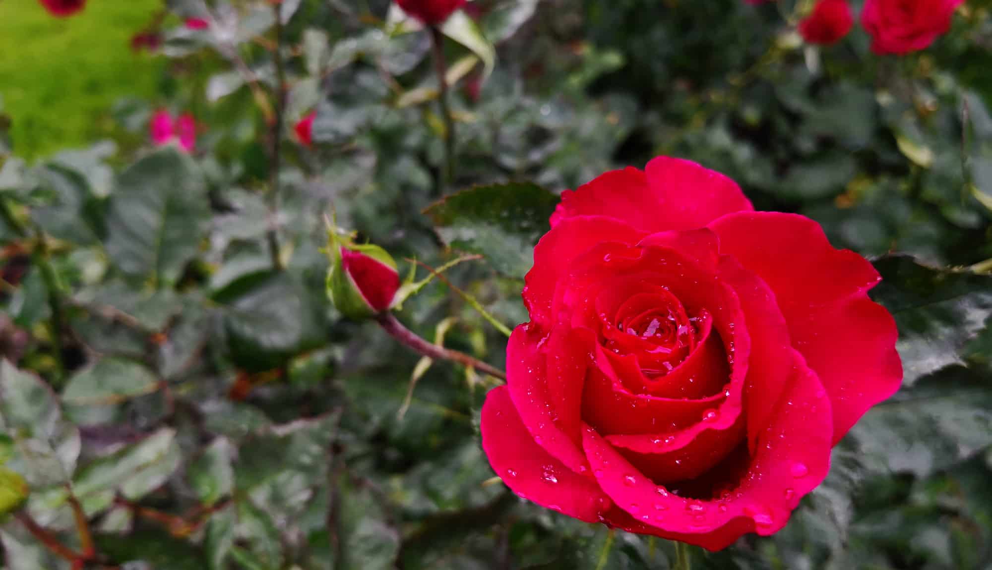 Rose, Victoria Island, Canada
