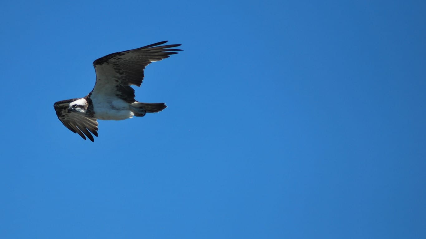 Sea Eagle