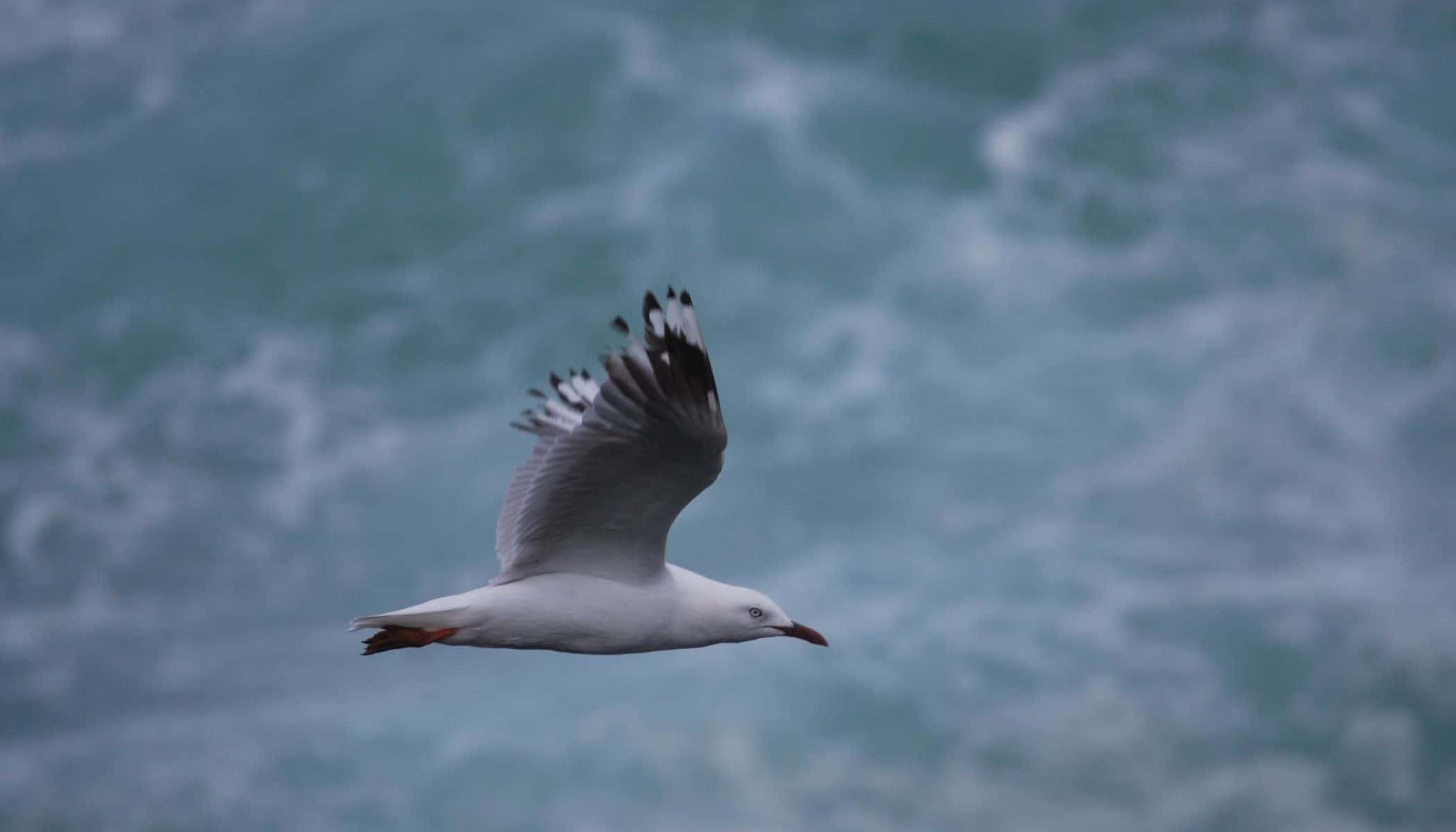 Seagull