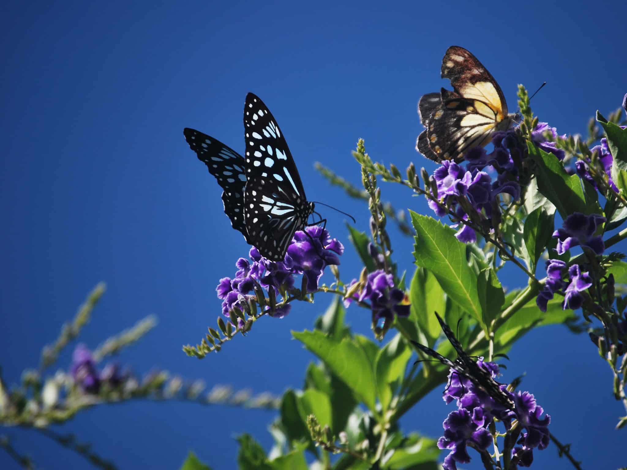Butterfly Trio