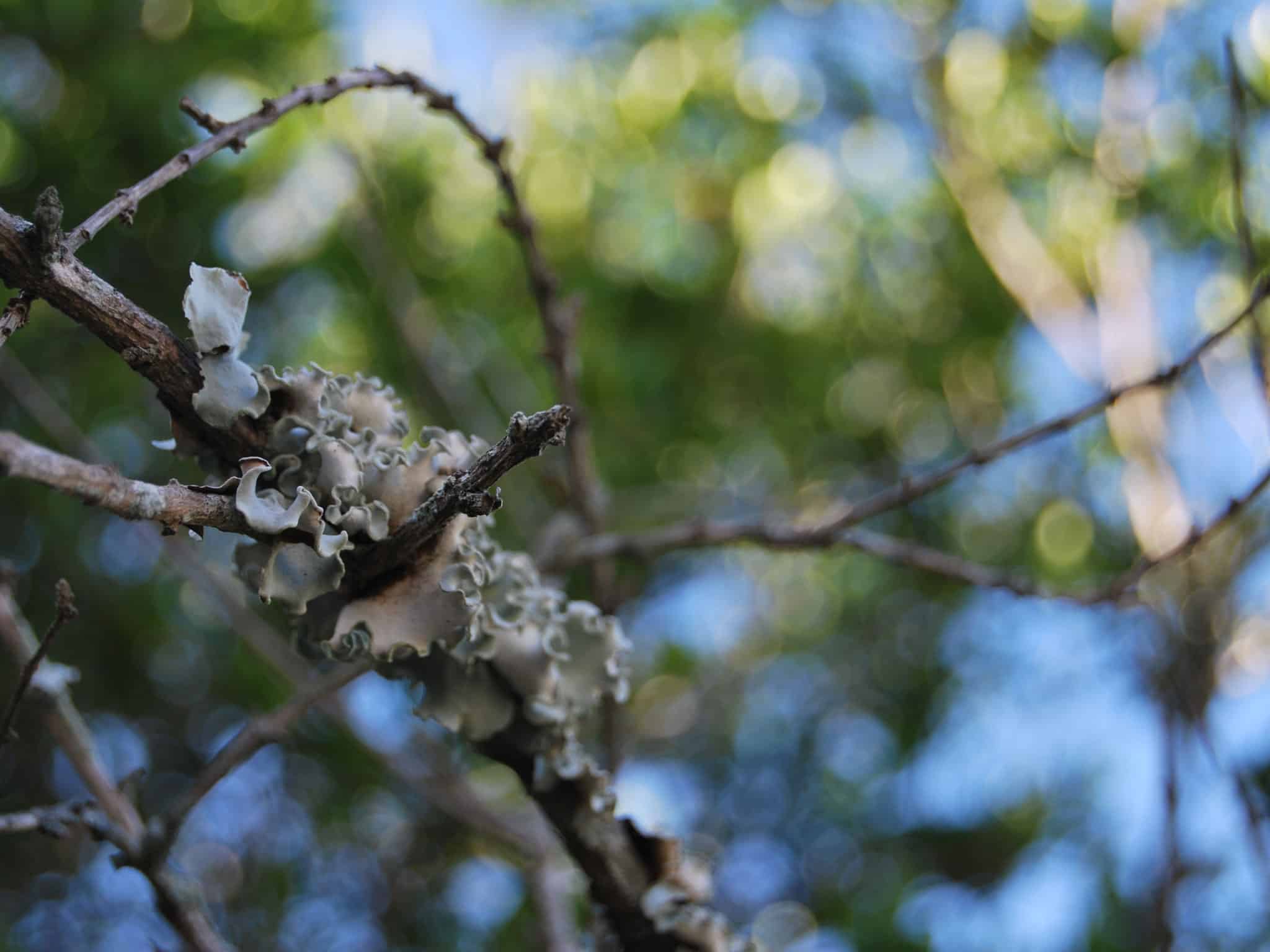 Lichen