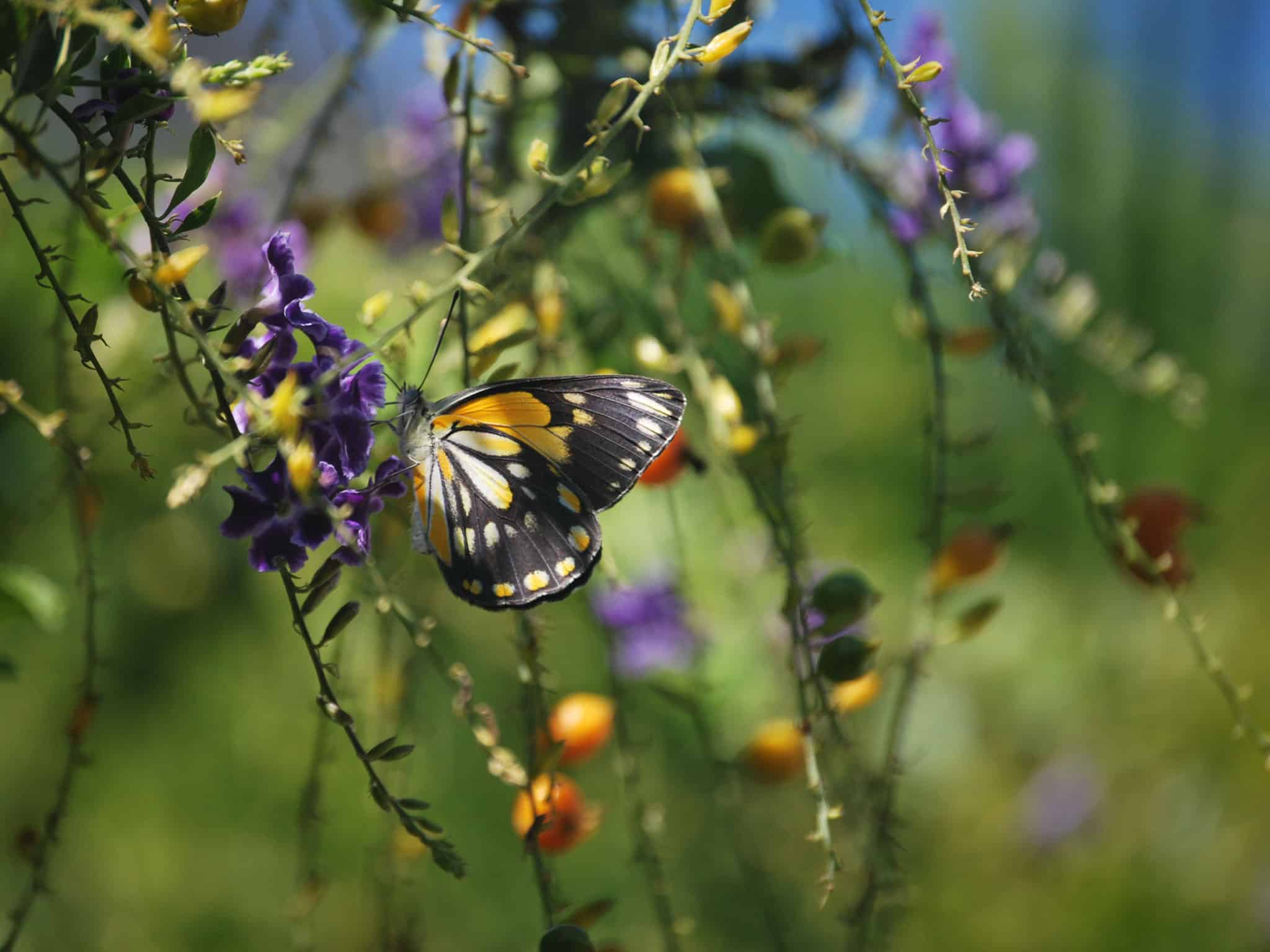Orange Butterfly