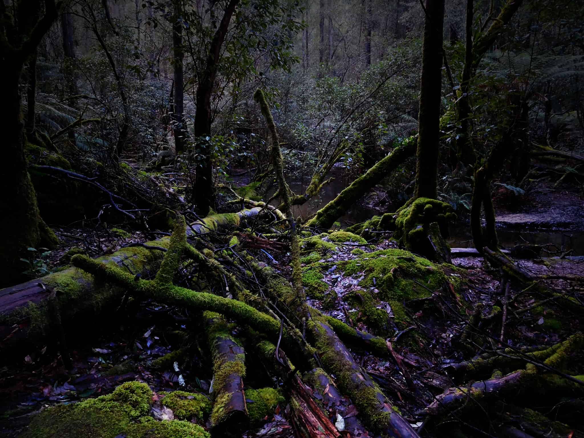 Rainforest Tasmania