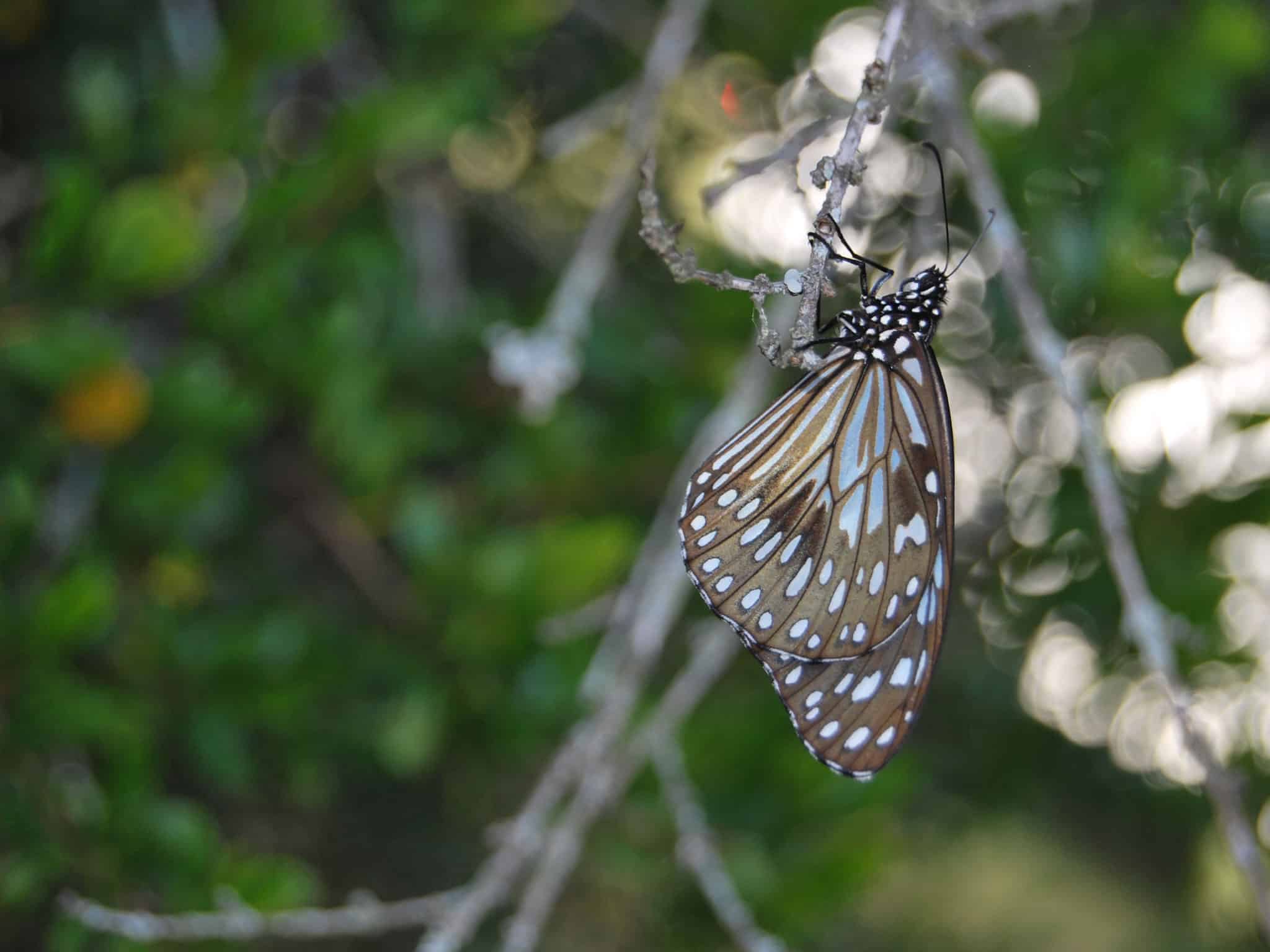 Static Butterfly