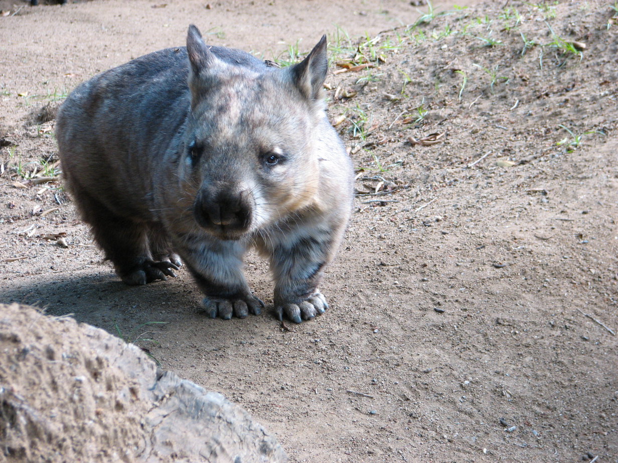 Wombat photograph