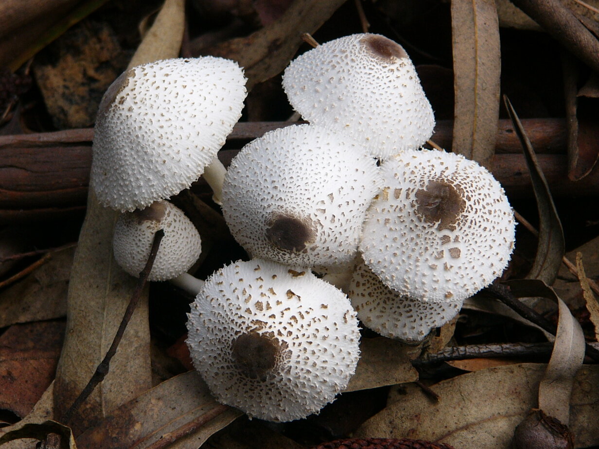Mushrooms photograph