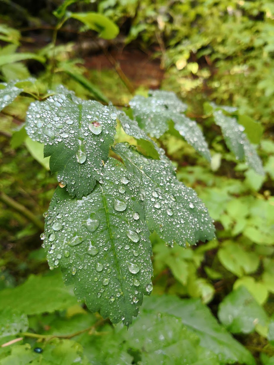 Canadian leaf